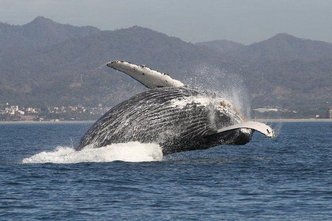 Small-Group Half-Day Whale-Watching Tour in Puerto Vallarta - Key Things I’d Put on Your Radar