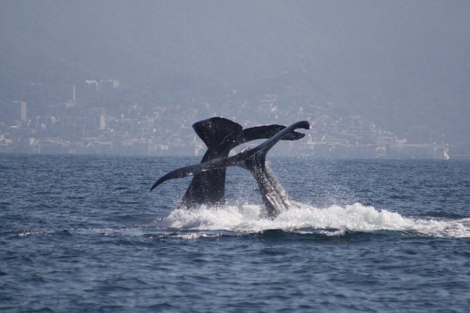 Small-Group Half-Day Whale-Watching Tour in Puerto Vallarta - Small-Group Whale Watching From Marina Vallarta