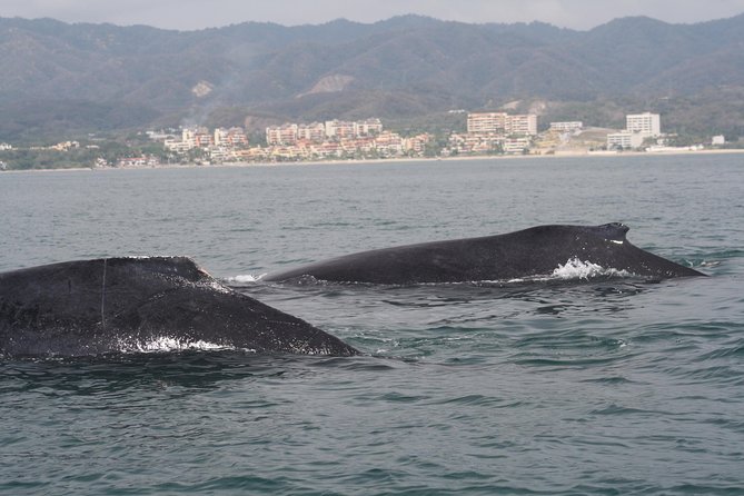 Small-Group Half-Day Whale-Watching Tour in Puerto Vallarta - What the Biologist Guide Teaches You While You Ride