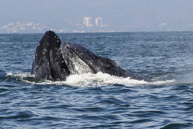 Small-Group Half-Day Whale-Watching Tour in Puerto Vallarta - Responsible Boat Time: Comfort and Wildlife-Safe Practices
