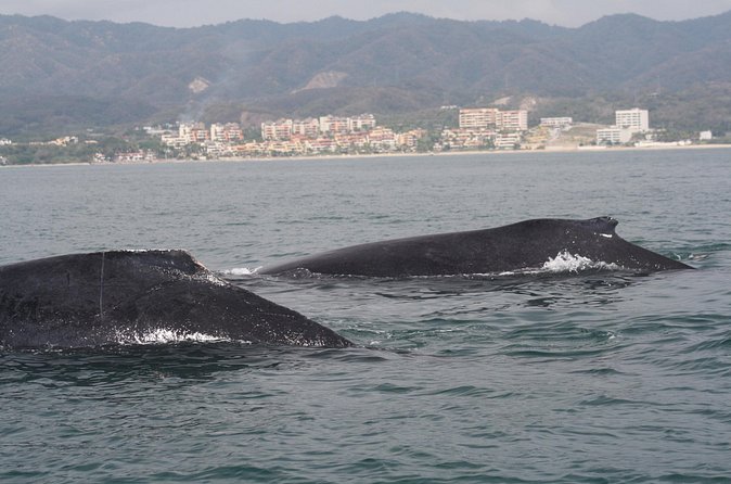 Small-Group Half-Day Whale-Watching Tour in Puerto Vallarta - Price and Value: What $110 Buys You Here