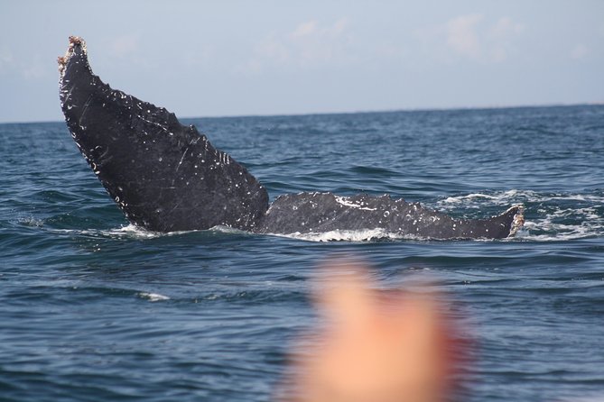 Small-Group Half-Day Whale-Watching Tour in Puerto Vallarta - Meet at Mr. Cream and Get Checked In Without a Hassle