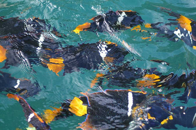 Small Group Snorkeling in Los Arcos, Puerto Vallarta - Los Arcos de Mismaloya: Your main snorkeling stop