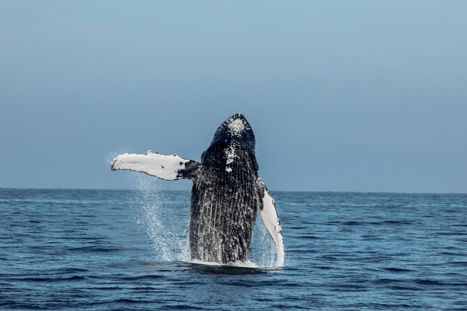 Sunsets and Whales Mega Yachts ALL INCLUSIVE: Puerto Vallarta - Guacamole, blue corn chips, and service that keeps you watching