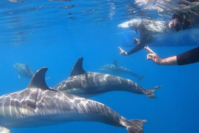 Swim and Paddle Board with Wild Dolphin Pods in Puerto Vallarta - Dolphin interaction rules that actually matter on the water