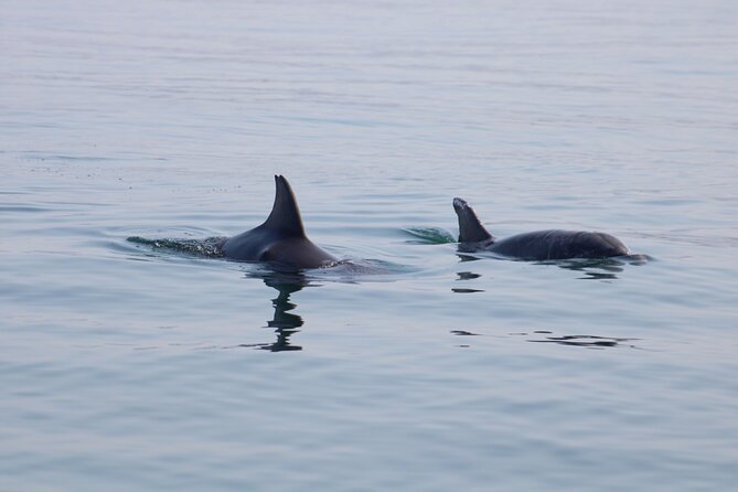 Swim and Paddle Board with Wild Dolphin Pods in Puerto Vallarta - Boats, timing, and comfort: what the 4 hours feel like