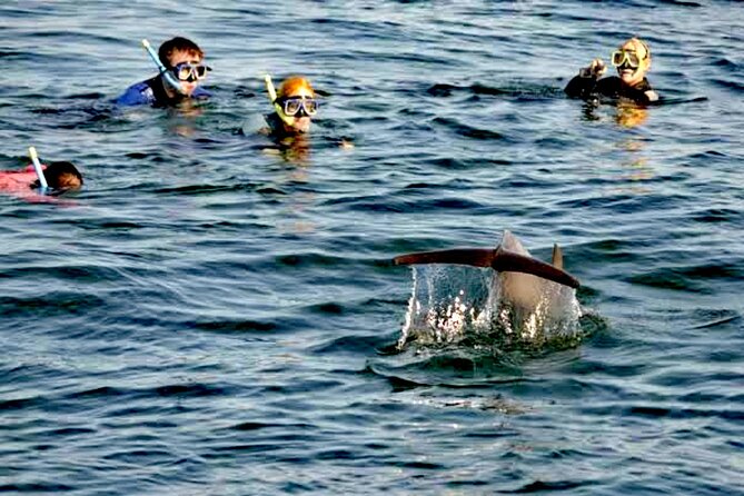 Swim and Paddle Board with Wild Dolphin Pods in Puerto Vallarta - Dolphins and whales together: what to expect beyond the main show