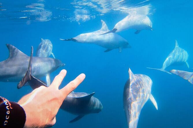 Swim and Paddle Board with Wild Dolphin Pods in Puerto Vallarta - Value check: is $110.59 per person worth it?