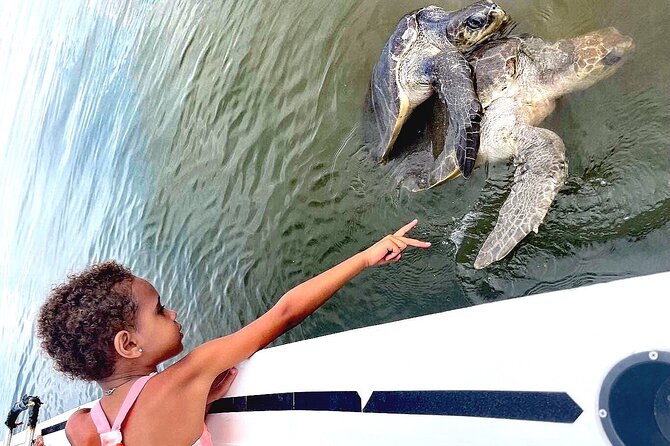 Swim and Paddle Board with Wild Dolphin Pods in Puerto Vallarta - Who this tour suits best (and who should think twice)