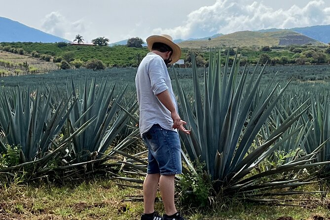 Tequila Jalisco Full Day Tour from Puerto Vallarta - Tequila town: square, parish, and museum time