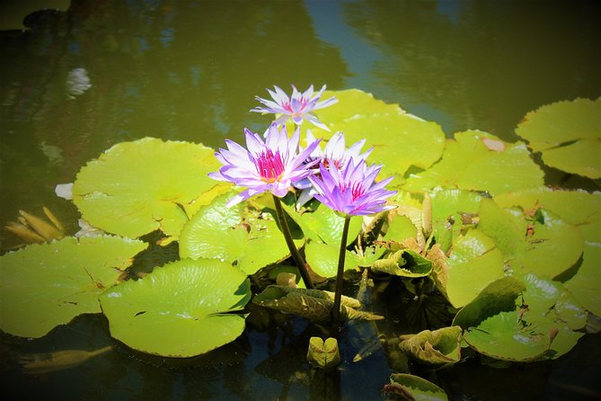Vallarta Botanical Garden and Tequila Tasting from Puerto Vallarta - Who This Tour Fits Best