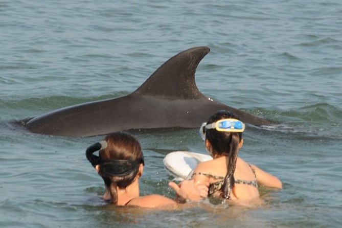 Watch and Swim with Dolphins in the Wild - Dolphin Hunting by Sound: How the Hydrophone Changes Everything