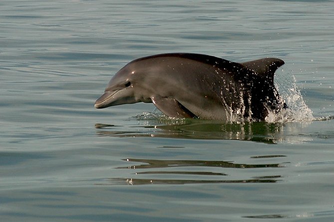 Watch and Swim with Dolphins in the Wild - Ethics and Research Value: Why This Feels Different From Captivity