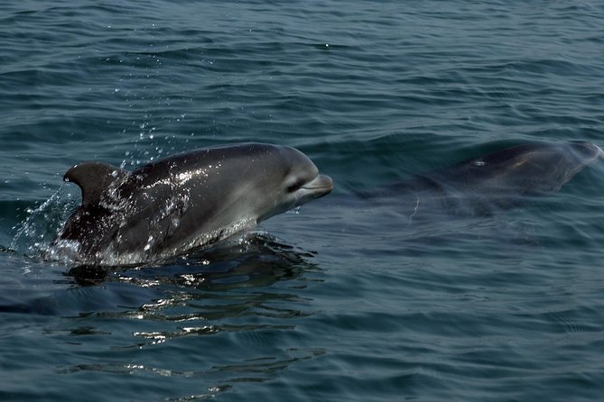 Watch and Swim with Dolphins in the Wild - Gear, Comfort, and Small Practical Tips That Matter