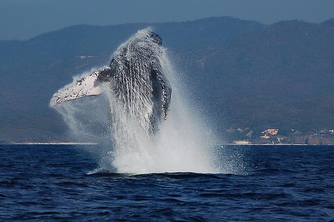 Whale and Dolphin Watching with a Biologist in Puerto Vallarta - Key highlights at a glance