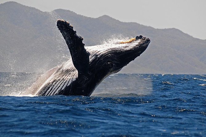 Whale and Dolphin Watching with a Biologist in Puerto Vallarta - How the captain and biologist hunt whales in real time