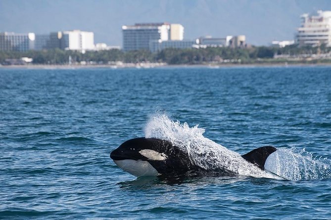 Whale and Dolphin Watching with a Biologist in Puerto Vallarta - Dolphins, mantas, turtles, and the fun bonus species