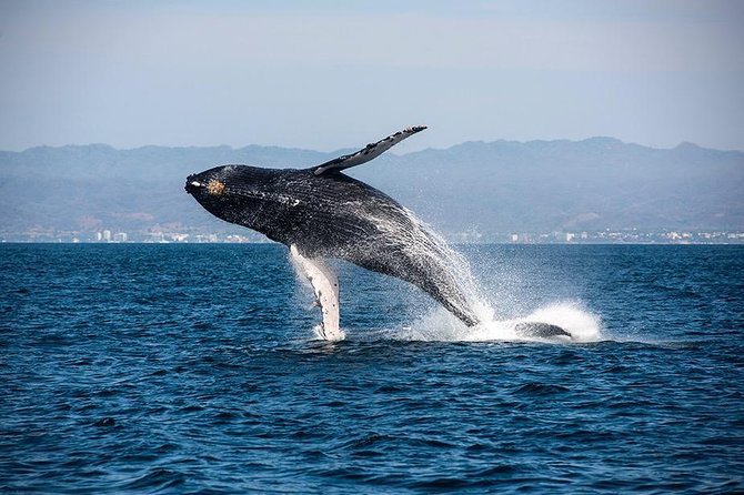 Whale and Dolphin Watching with a Biologist in Puerto Vallarta - The citizen science part: why your spot on the boat matters