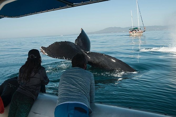 Whale and Dolphin Watching with a Biologist in Puerto Vallarta - First stop: Opequimar and the pre-cruise setup