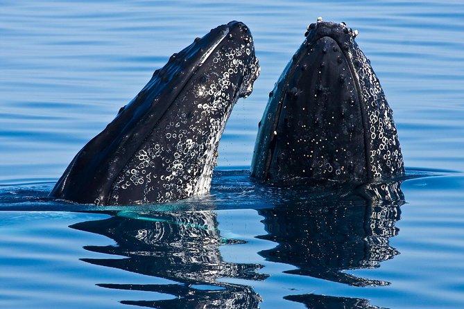 Whale & Dolphin Watching Cruise in Puerto Vallarta All Inclusive - Key highlights you’ll actually care about