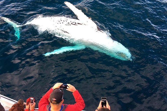 Whale & Dolphin Watching Cruise in Puerto Vallarta All Inclusive - Whale and Dolphin Watching in Puerto Vallarta: What All-Inclusive Covers
