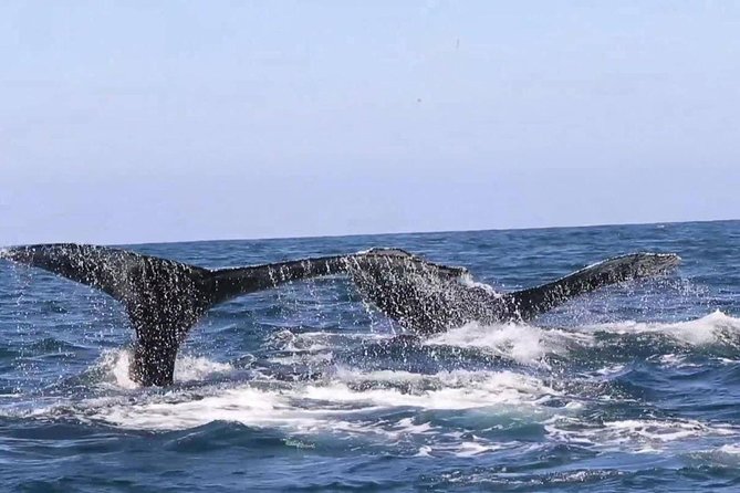 Whale & Dolphin Watching Cruise in Puerto Vallarta All Inclusive - Whale Watching Strategy That Makes the Trip Better