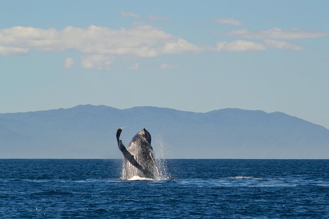 Whale & Dolphin Watching Cruise in Puerto Vallarta All Inclusive - Dolphin Sightings: Great When They Happen