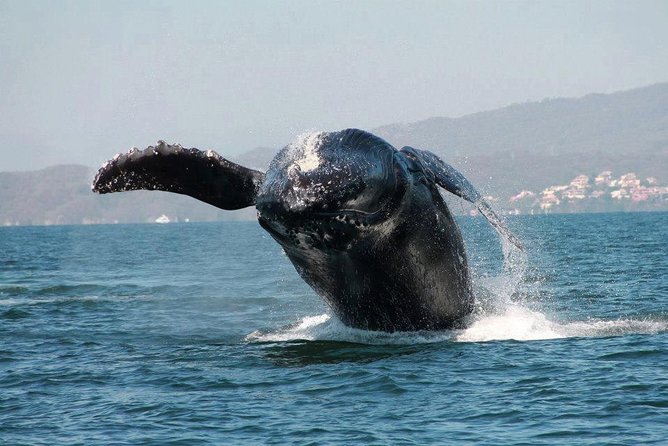 Whale & Dolphin Watching Cruise in Puerto Vallarta All Inclusive - Time on the Water vs Total Trip Time: Why It Can Feel Short