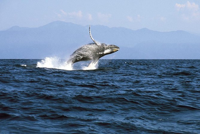 Whale & Dolphin Watching Cruise in Puerto Vallarta All Inclusive - Boat Size, Crowd Levels, and Comfort Tips