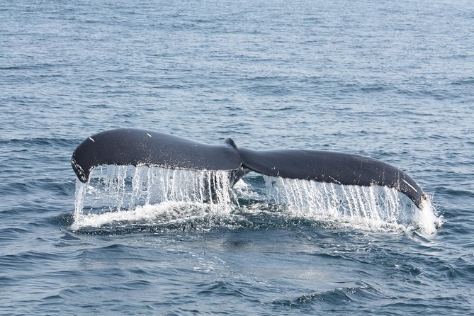 Whale Encounter Puerto Vallarta - What You’ll Learn While Watching: Competition, Calves, and Courtship