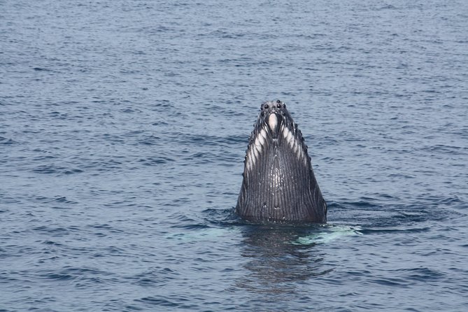 Whale Encounter Puerto Vallarta - Wet Weather Is Part of the Deal: What to Wear
