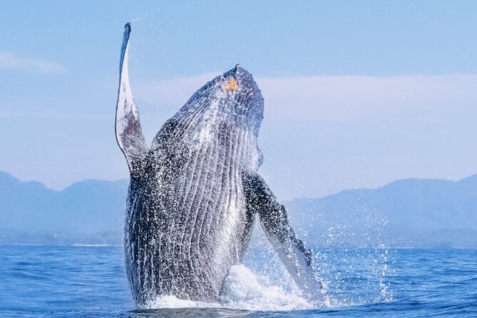 Whale Watching - Key things to know before you go