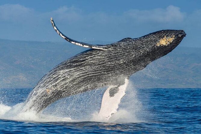 Whale Watching - The 3-hour whale watch in Banderas Bay (and what “about half an hour” means)
