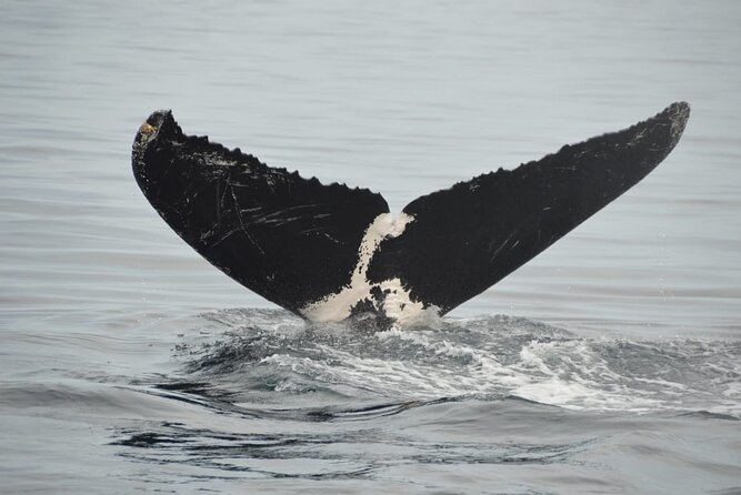 Whale watching 3 hours in Puerto Vallarta - Meeting at Los Peines: boat basics for close viewing