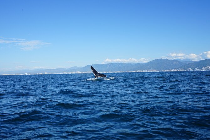 Whale watching 3 hours in Puerto Vallarta - Your 3-hour plan on the water: where the time usually goes