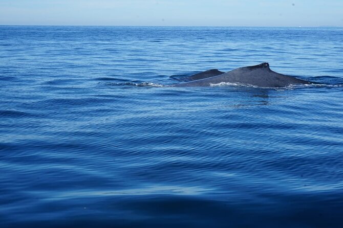 Whale watching 3 hours in Puerto Vallarta - Pack list for cold ocean wind, water surprises, and possible swim time
