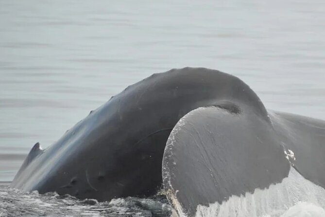 Whale watching 3 hours in Puerto Vallarta - FAQ
