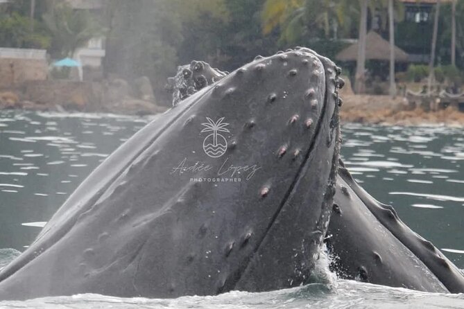 Whale watching 3 hours in Puerto Vallarta - Whale behavior off Puerto Vallarta: what you can look for