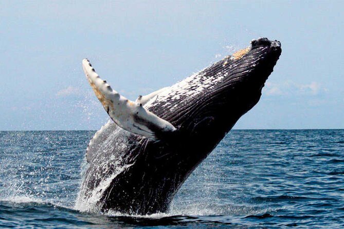 Whale Watching - Whale watching rules that keep the experience respectful