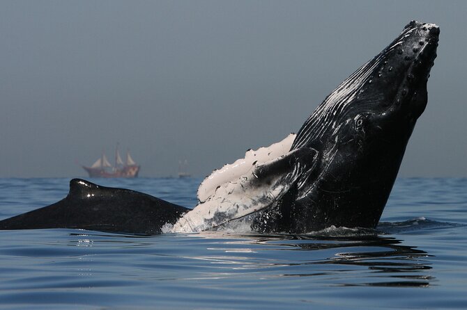 Whale Watching - The one thing to watch: transportation feel at the start and finish