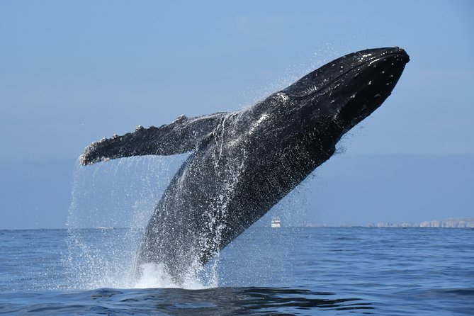 Whale Watching Adventure – Led by a Marine Biologist - What you’re most likely to see: moms, calves, and male behavior
