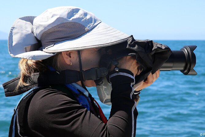 Whale Watching Adventure – Led by a Marine Biologist - More than whales: dolphins, sea turtles, and even rare extras
