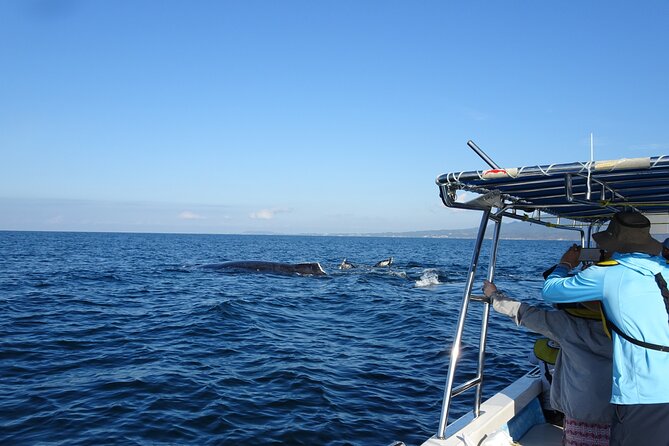 Whale Watching Adventure – Led by a Marine Biologist - The boat time in Marina Vallarta: small group + active spotting