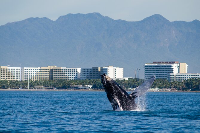 Whale Watching Cruise In Puerto Vallarta & Nuevo Vallarta - Food at sea: breakfast, ceviche, vegan options, and the lunch spread