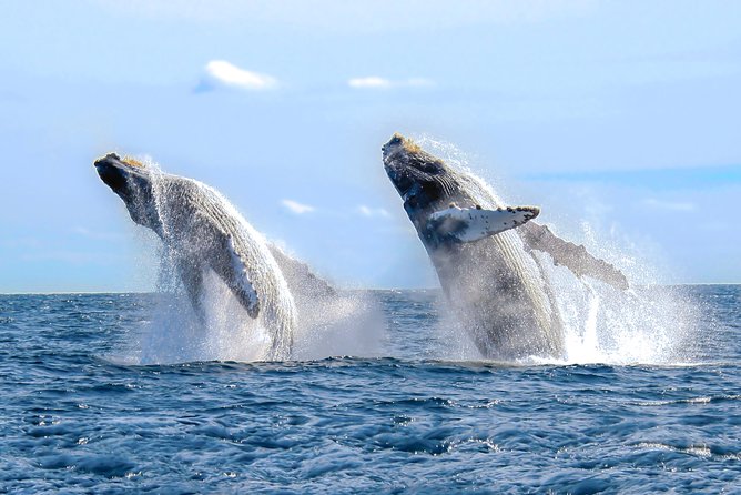Whale Watching Experience - Banderas Bay in Winter: Why Humpbacks Show Up