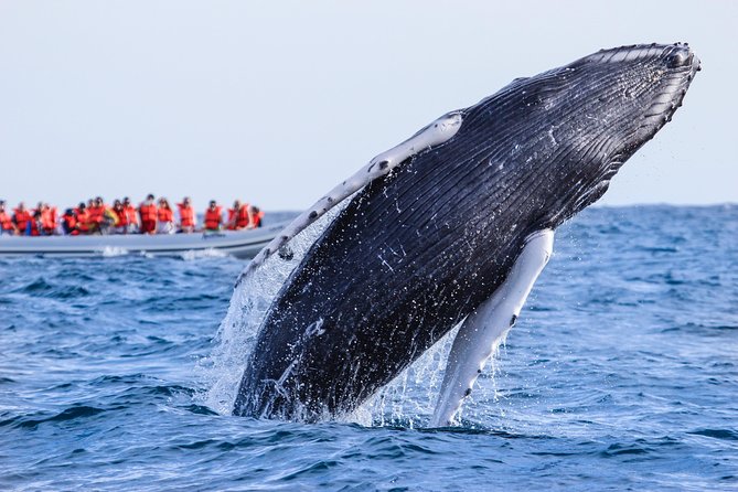 Whale Watching Experience - On Board Reality: No Toilets or Shade, So Plan Gear Like a Pro