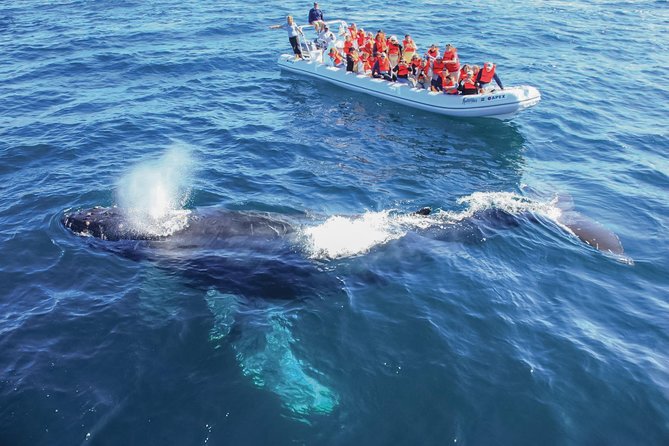 Whale Watching Experience - Should You Book This Speedboat Whale Watching Tour?