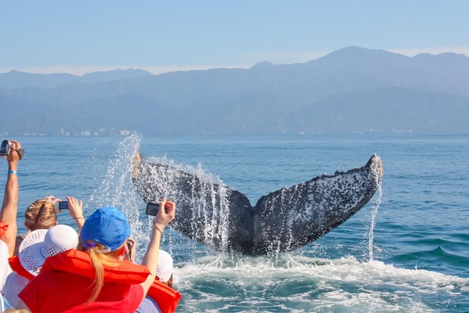 Whale Watching Experience - Hydrophones and Expert Host Talk: Hearing Whale Calls