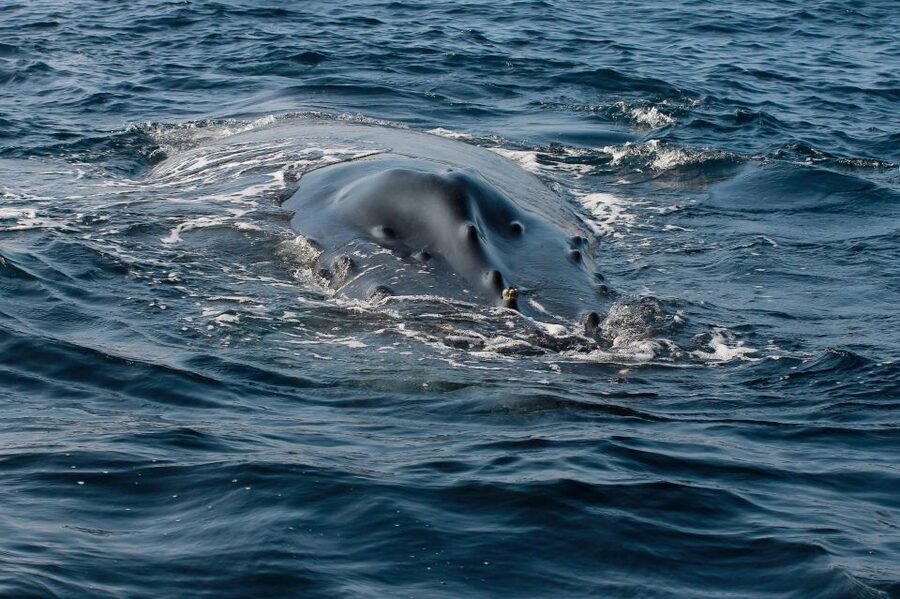 Whale Watching Guaranteed Experience in Puerto Vallarta - Cruise Pickup Details: The Puerto Mágico Shopping Mall Check-In