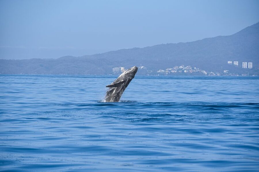 Whale Watching Guaranteed Experience in Puerto Vallarta - What Actually Happens on the Water: Three Stops, One Goal
